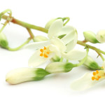 moringa_olejodajna