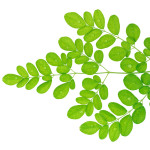 moringa_olejodajna2