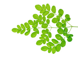 Moringa olejodajna