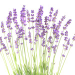 olejek_lawendowy2